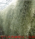 懒人植物 吊兰 空气凤梨-空凤-松萝-老人须 约10-15cm长