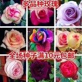 阳台盆栽进口玫瑰种子彩色玫瑰白玫瑰四季花卉红玫瑰月季种子