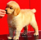 广州 纯种金毛幼犬/中型犬/宠物狗狗/公母有/包健康/送货上门k