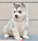 纯种血统赛级哈士奇犬幼犬 出售黑色双蓝眼哈士奇雪橇犬宠物狗095