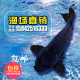 纯种日本锦鲤活体黑雾大型观赏鱼渔场直销满68元包邮（活体）