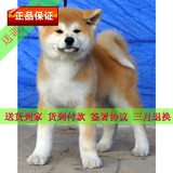 秋田犬纯种血统幼犬八公犬日本忠犬宠物狗货到付款包邮出售G01
