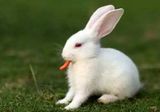 自家繁殖宠物兔子活体纯种迷你兔宝宝侏儒兔小白兔包邮圣诞节礼物