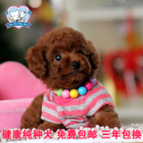 萌萌哒宠物狗茶杯泰迪犬纯种幼犬出售 不掉毛适合家养的狗狗