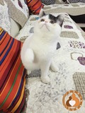 异国短毛猫 异短 加菲猫 纯种 家养 宠物 净梵纹 幼猫-新家张家港