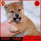极品日本宠物狗 日系柴犬纯种幼犬出售 精品赛级双血统 家养0226