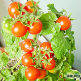 矮生盆栽番茄种子盆栽蔬菜种子小西红柿 圣女果阳台菜种子2元特价