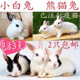 兔子活体　小白兔　熊猫兔　公主兔　垂耳兔，猫猫兔　兔子包活