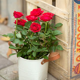 玫瑰花苗四季开花大花绿植物盆栽室内外花卉观花阳台牡丹蔷薇月季