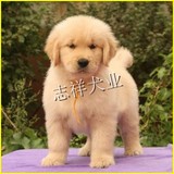 纯种金毛幼犬狗狗出售 国外引进赛级纯种健康金毛犬可视频挑选A20