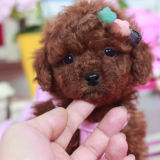 【小胡】纯种泰迪幼犬出售 宠物活体小狗玩具型茶杯狗宠物犬F131#