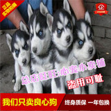 长沙雪橇犬哈士奇犬活体幼崽三火蓝眼幼犬宠物狗狗特价出售