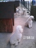 上海宠物寄养宠物狗寄养狗狗寄养可免费接送