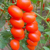 水果种子 番茄种子 红圣女番茄种子 高发芽率  花种子30粒