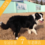 宠物活体狗狗纯种边境牧羊犬幼犬黑白色母犬上海爱家宠物训练C12