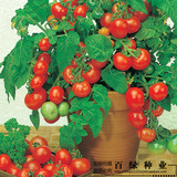 盆栽红珍珠番茄种子 樱桃番茄种子水果种子 圣女果种子小番茄种子