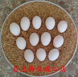 纯种贵妃鸡种蛋白凤原种乌鸡种蛋绿壳种蛋受精蛋受精率90%