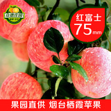 山东烟台 红富士苹果 75#  水果批发29元10斤包邮 含90大果