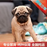 犬舍特价出售宠物狗纯种八哥犬支持支付宝北京可送货哈巴狗短毛