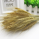 天然麦穗干花花束小麦穗拍照道具拍摄影背景真大麦子杂粮客厅装饰