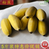 广东湛江特产有机新鲜水果香蕉小米蕉糯米蕉西贡蕉蛋蕉粉蕉5斤装
