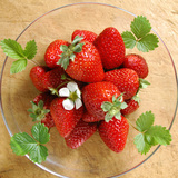 正宗四川成都双流冬草莓1盒 新鲜有机水果 奶油红颜草莓3盒包邮
