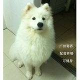 【淘淘宠物之家】广州寄养 狗狗寄养 专业喂养 宠物酒店