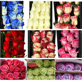 厄瓜多尔玫瑰进口鲜花批发上海同城速递 一扎25支