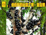盆栽珍稀水果树苗台湾嘉宝果树苗树葡萄树苗绿植树苗庭院果树
