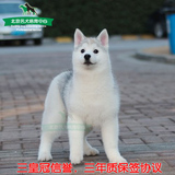赛级双血统纯种狗狗 哈士奇幼犬出售 烟灰色西伯利亚雪橇犬宠物狗
