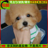 纯种泰迪犬 迷你玩具茶杯 幼犬出售 超小贵宾 家养活体宠物狗X79