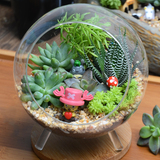 苔藓微景观生态瓶多肉植物组合创意小盆栽桌面办公室植物龙猫摆件