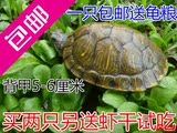 乌龟活体巴西彩龟红耳龟情侣龟宠物水陆招财龟一只5-6厘米