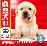 特价出售/奶白色纯种拉布拉多幼犬/宠物犬狗狗送货导盲犬小七H7