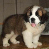 双赛级血统家养宠物狗 纯种巨型圣伯纳犬 救援护卫活体幼犬出售13