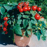 英国进口 樱桃番茄 红布什小番茄Tomato, Balconi  Red F1
