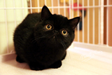 CFA双血统纯黑加菲猫宠物猫咪异国短毛猫黑色加菲猫幼猫短毛加菲