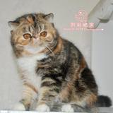 【凯利猫】CFA注册异国短毛猫 豪华血统 纯种加菲猫宠物 正三花母