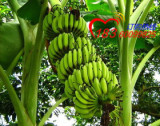 卖4送1 香蕉苗 香蕉树苗 粉蕉 巴西蕉 皇帝蕉 品种纯正 当年结果