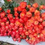 欧洲月季 橙色狂欢泡泡月季玫瑰  荷兰多头月季品种花苗