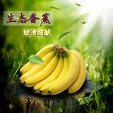 天宝香蕉不催熟新鲜水果 有机甜绿香蕉5斤 水果批发青皮 果园直销