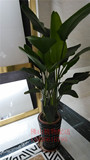 佛山大型植物，天堂鸟鹤望兰，办公室客厅室内美观大方绿植