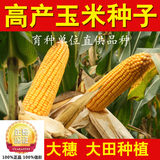 大田种植杂交玉米种子批发 高产抗病国审玉米 先锋 335 超级玉米