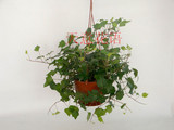 常春藤 吊兰 盆栽 新房摆放绿植  除90%苯 净化空气 吸甲醛
