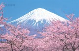 樱花富士山壁纸 墙纸 壁画 日语学校背景墙/日本料理/日本风景