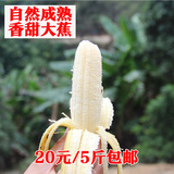包邮广西特产香蕉banana 新鲜水果大芭蕉特产无催熟剂非米蕉粉蕉