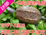 大小乌龟活体 中华草龟冷水龟陆金线墨龟一只7-8厘米包邮