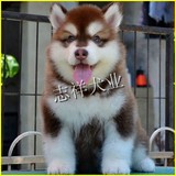 纯种红色阿拉斯幼犬狗狗 阿拉斯加雪橇幼犬 保证纯种 性价比超高