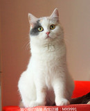 猫小喵的猫屋英国短毛猫蓝猫蓝白乳白双色蓝乳白三花英短活体猫咪
