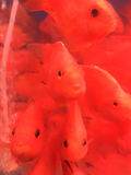 红色元宝小鹦鹉鱼各种大型观赏鱼热带鱼活体